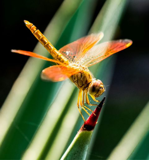 Een foto van een libelle als voorbeeld van een niet geoptimaliseerde JPG afbeelding